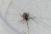 Parasteatoda tepidariorum